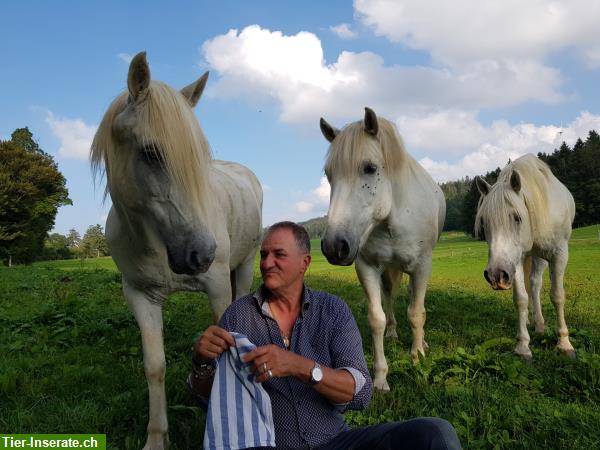 Bild 9: Reitferien, Tagesritte in den Freibergen für Erwachsene & Kinder