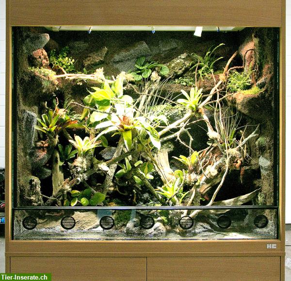 Bild 2: Paludarium / Terrarium für Pfeilgiftfrösche, Dendrobaten