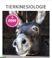 Kinesiologie für das Wohlbefinden Ihres Pferdes