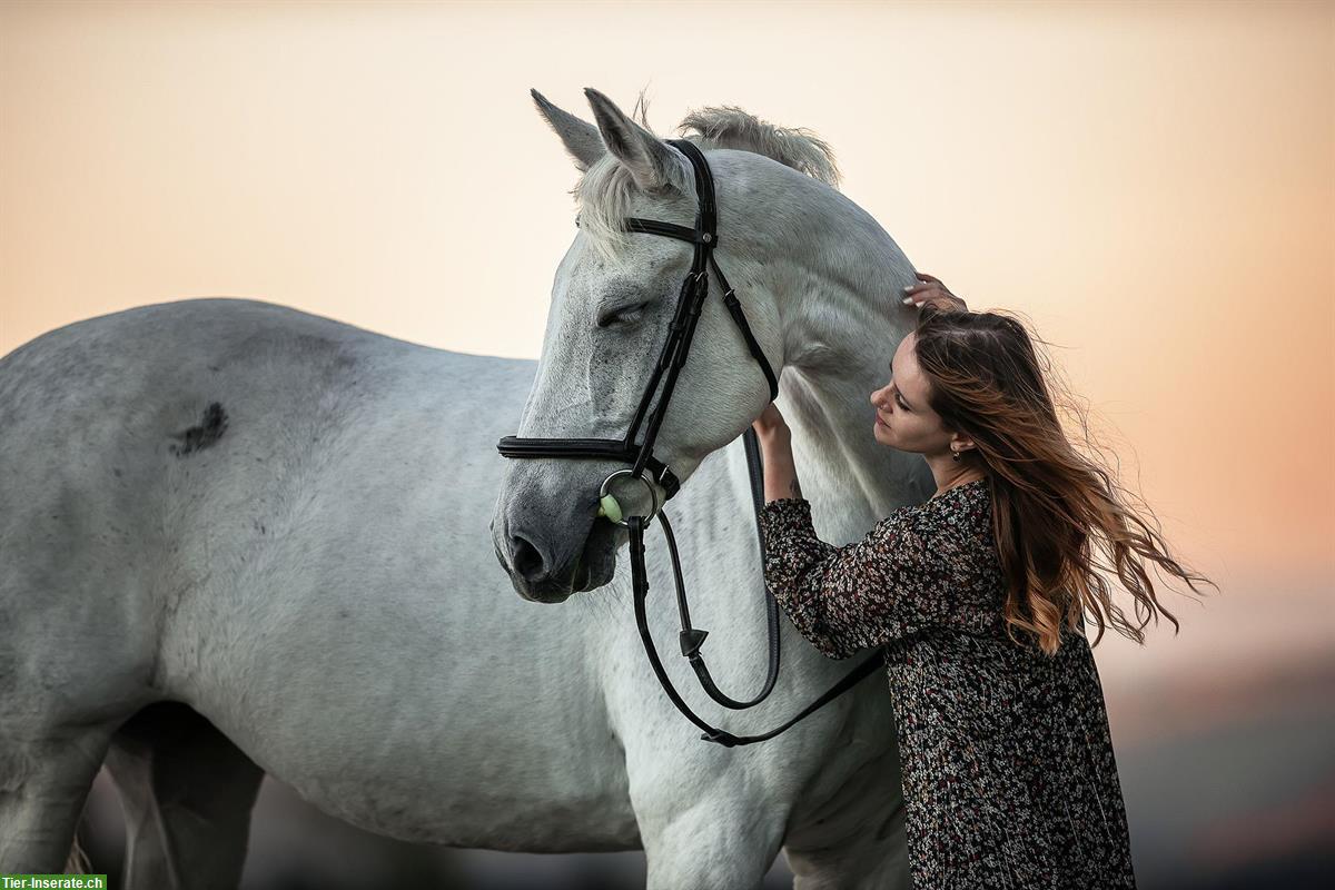 Bild 4: Professionelle Tierfotografie, Pferdeshooting, Fotoshooting