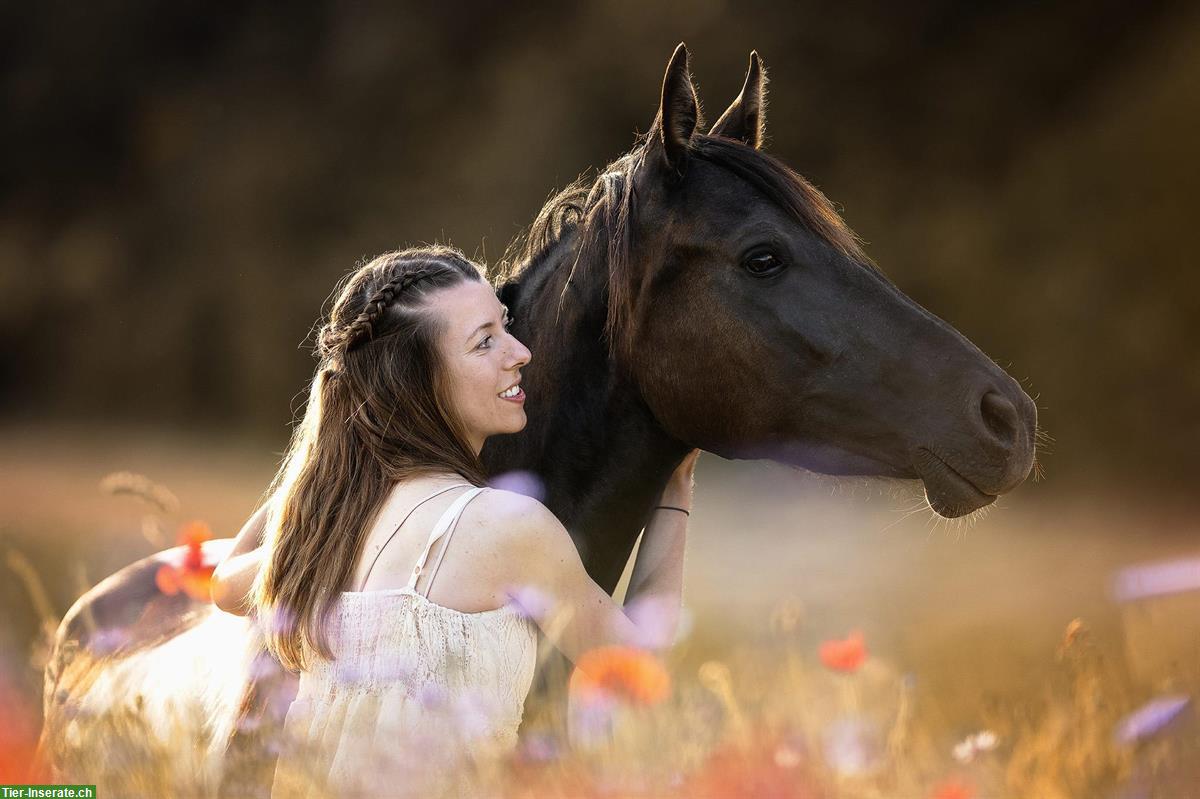 Bild 7: Professionelle Tierfotografie, Pferdeshooting, Fotoshooting