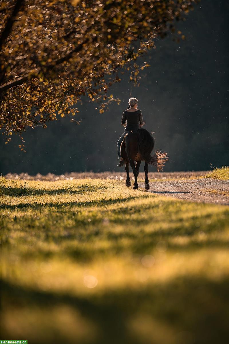 Bild 9: Professionelle Tierfotografie, Pferdeshooting, Fotoshooting