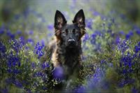 Professionelle Tierfotografie, Hundeshooting, Fotoshooting