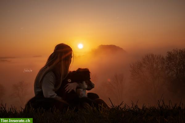 Bild 2: Professionelle Tierfotografie, Hundeshooting, Fotoshooting