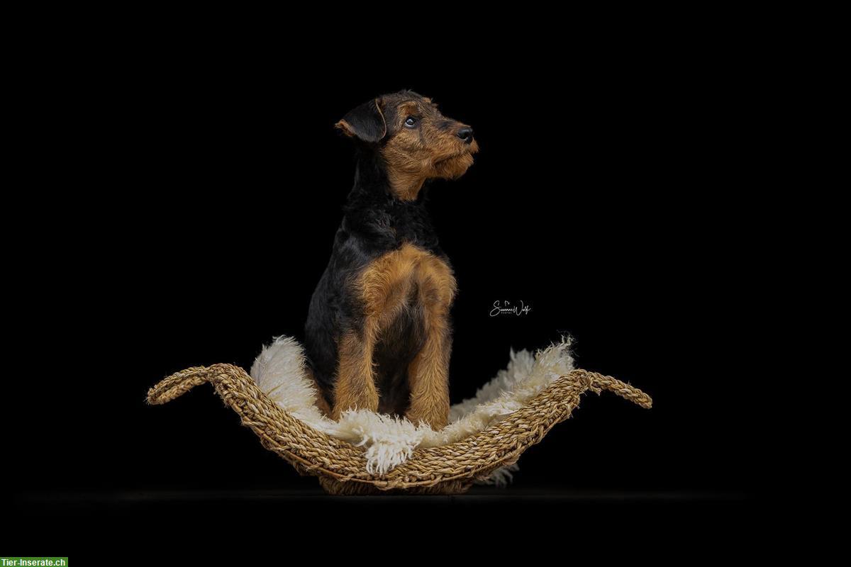 Bild 7: Professionelle Tierfotografie, Hundeshooting, Fotoshooting