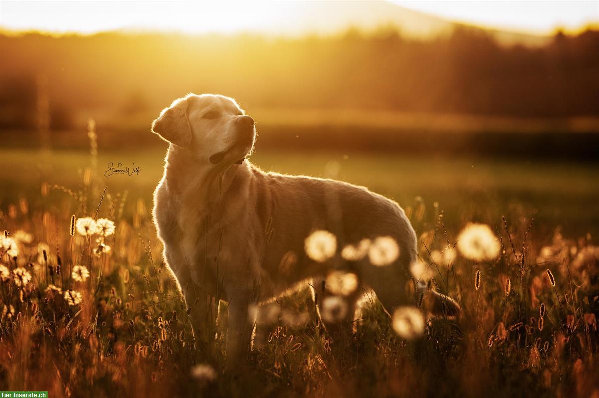 Bild 8: Professionelle Tierfotografie, Hundeshooting, Fotoshooting