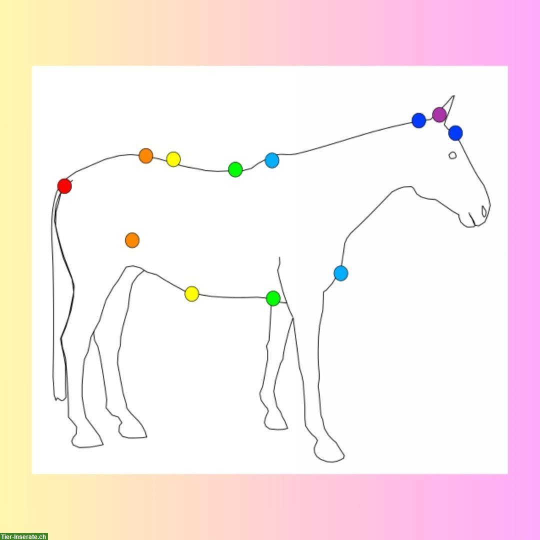 Bild 3: Tierkommunikation und HarmonieReise