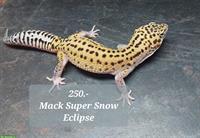 Leopardgecko Zucht aus Winterthur