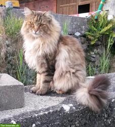 Lilu - Maine Coon Katze vermisst in Orpund BE