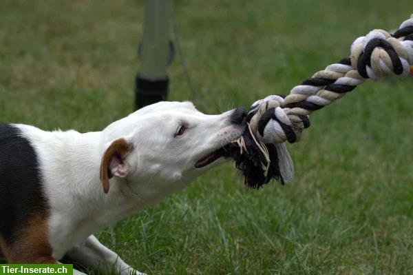 Bild 4: Hundespielsachen - 6-teilig diverses Zubehör zum Spielen