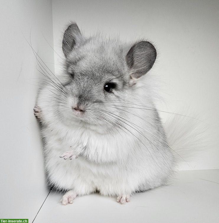 Chinchillas in Kurz- und Langhaar suchen neue Eltern