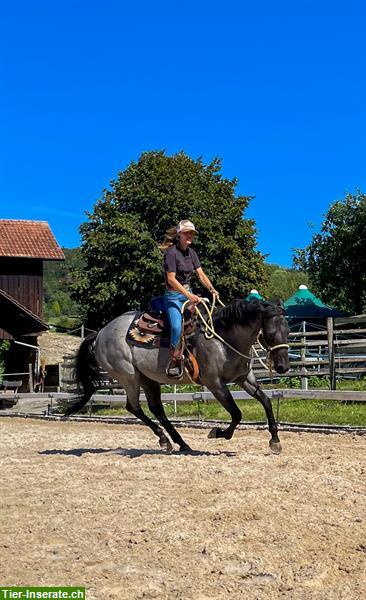 Bild 3: Mobiler Reitunterricht/ Beritt, Western, Klassisch, Problem Solving