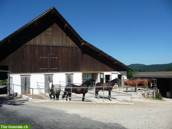 Bild 2: Auslaufbox zu vermieten in Oftringen AG