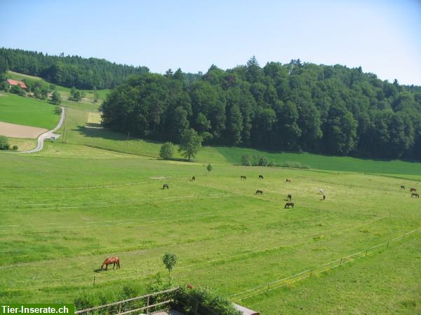 Bild 4: Auslaufbox zu vermieten in Oftringen AG