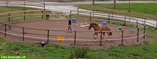 Bild 5: Auslaufbox zu vermieten in Oftringen AG