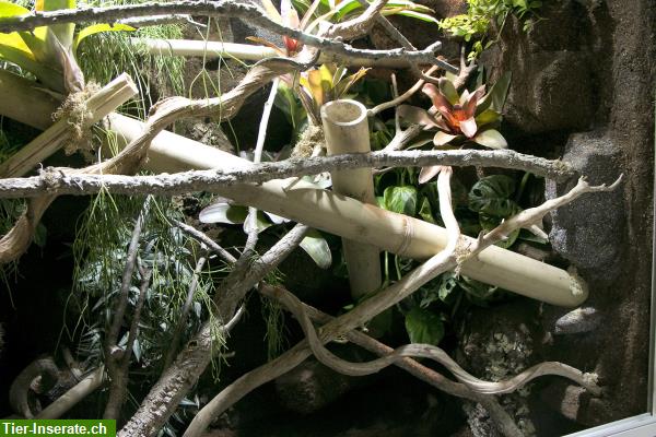 Bild 10: Regenwaldterrarium für Taggeckos, Phelsumen, Typ R03