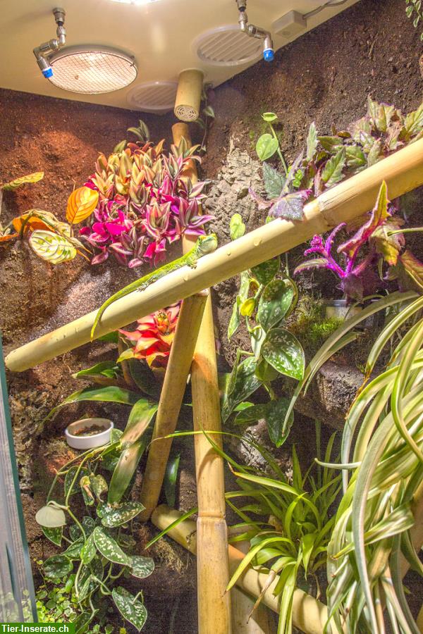 Bild 5: Regenwaldterrarium für Taggeckos, Phelsumen, Typ R03