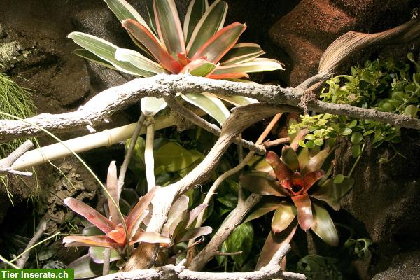 Bild 6: Regenwaldterrarium für Taggeckos, Phelsumen, Typ R03