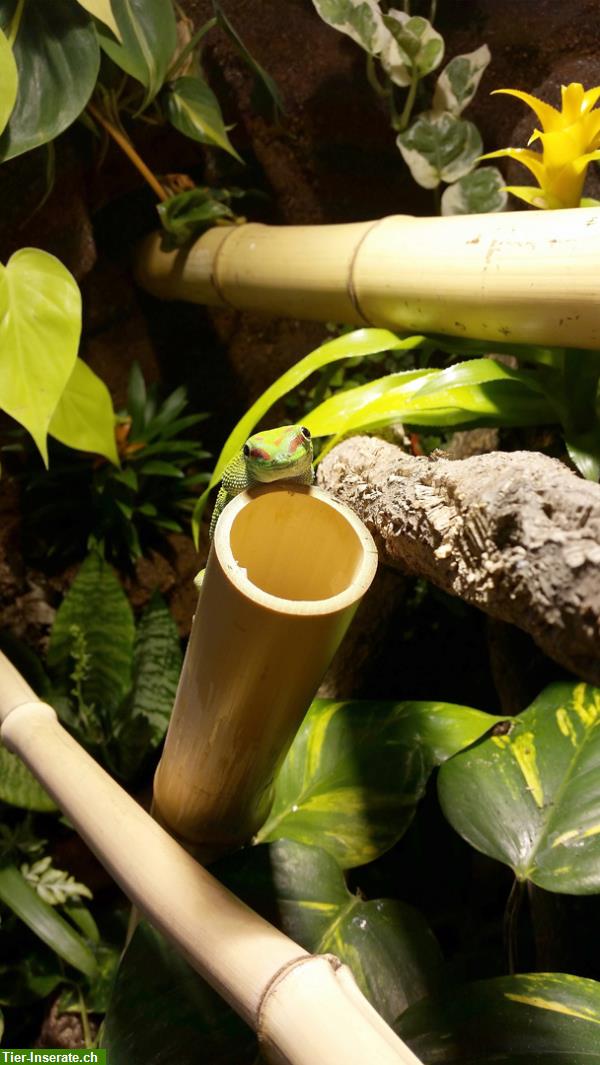 Bild 9: Regenwaldterrarium für Taggeckos, Phelsumen, Typ R03