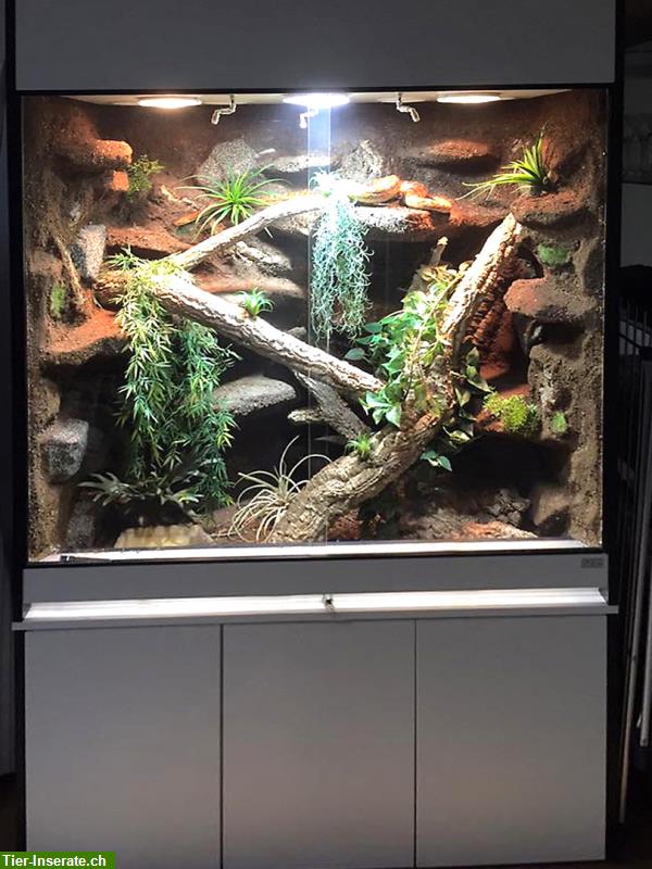 Bild 4: Terrarium für Schlangen unser Typ T07 - Halbfeucht-/Waldterrarium