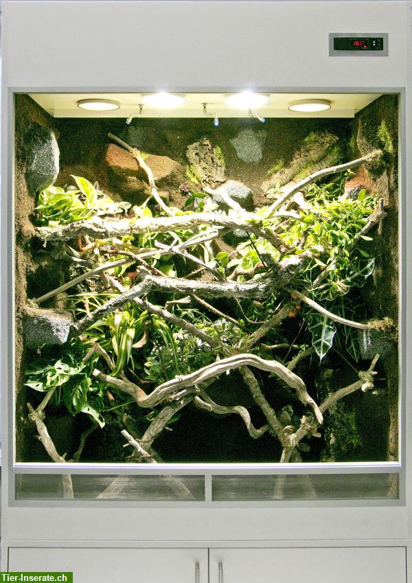 Bild 2: Regenwald Terrarium für ein Chamäleon, unser Typ R03