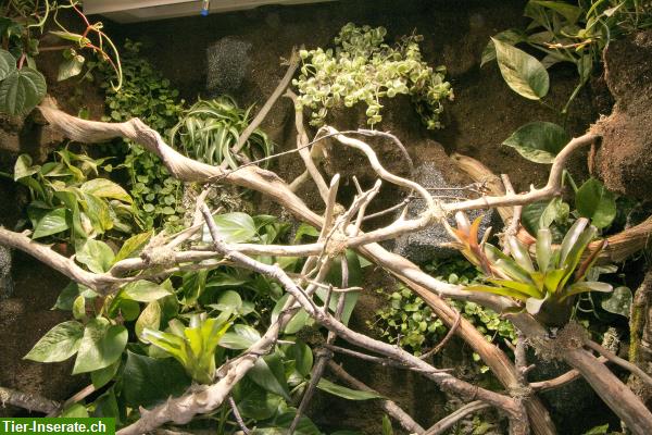 Bild 4: Regenwald Terrarium für ein Chamäleon, unser Typ R03