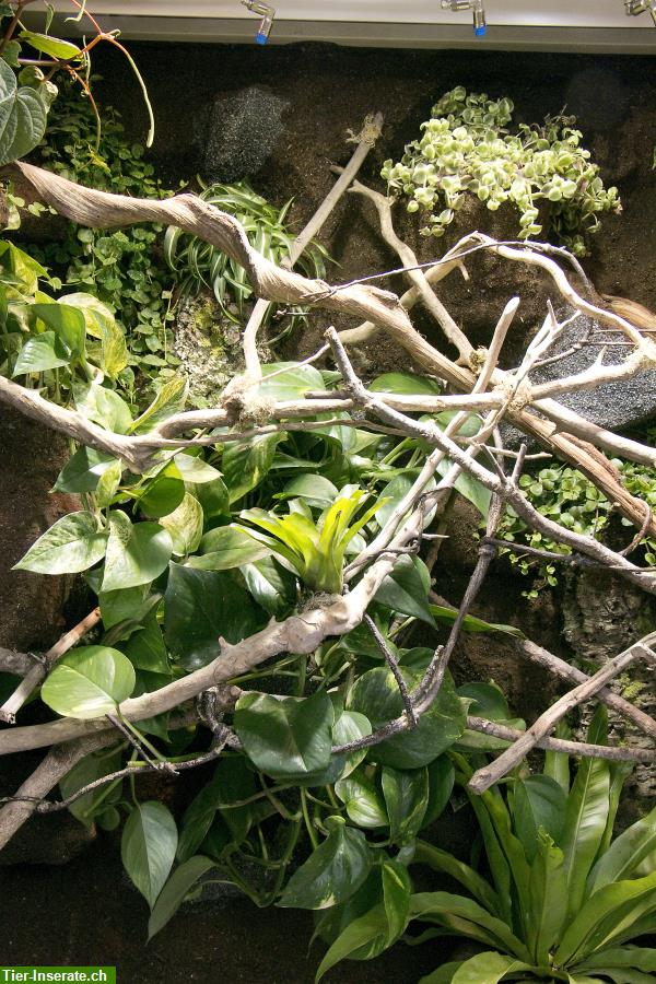 Bild 6: Regenwald Terrarium für ein Chamäleon, unser Typ R03