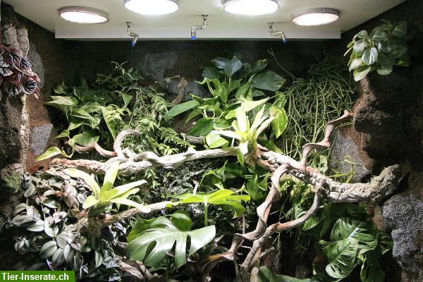 Bild 7: Regenwald Terrarium für ein Chamäleon, unser Typ R03