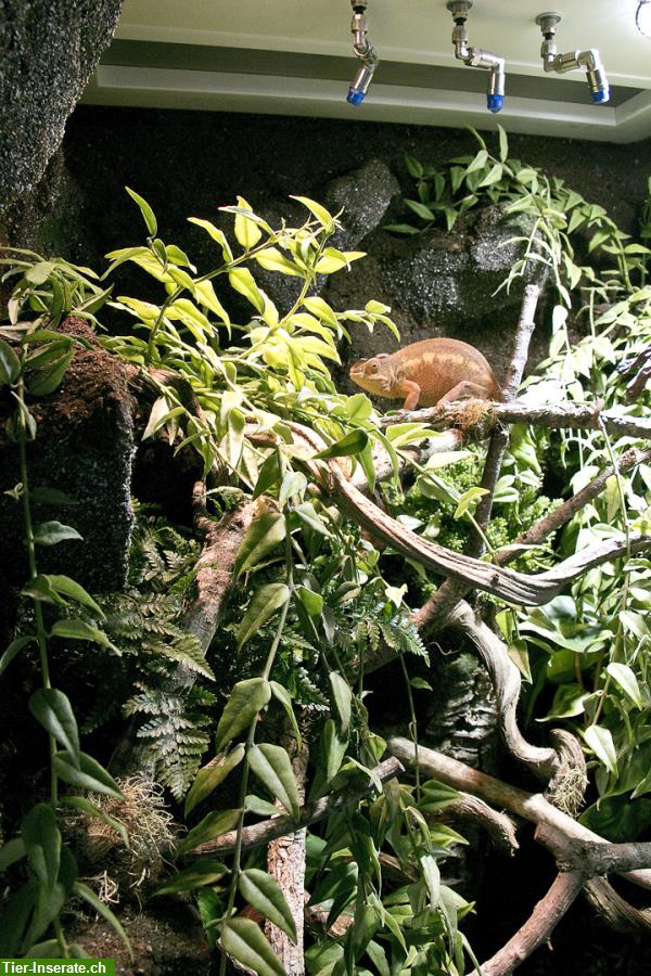 Bild 8: Regenwald Terrarium für ein Chamäleon, unser Typ R03
