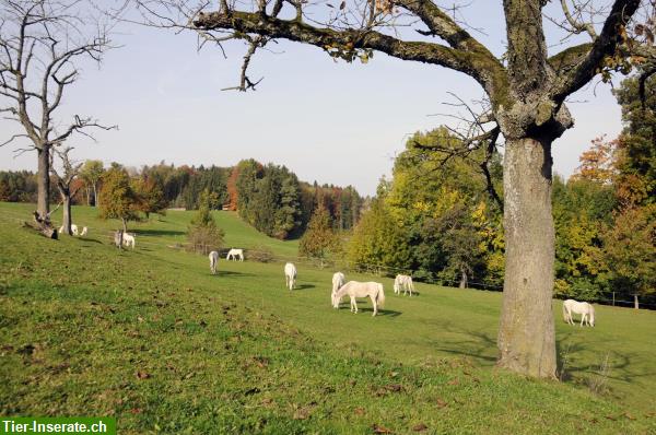 Bild 2: Praktikumsstelle zu Pferden im Thurgau ab Frühling