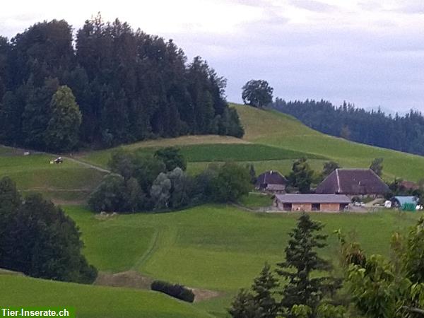 Bild 3: Seniorenplatz oder Offenstall nahe Sumiswald BE