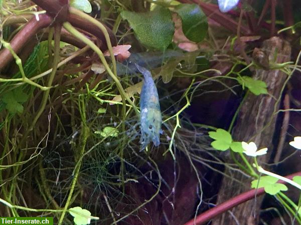 Bild 3: Blue Jelly Garnelen / crevettes blue jelly