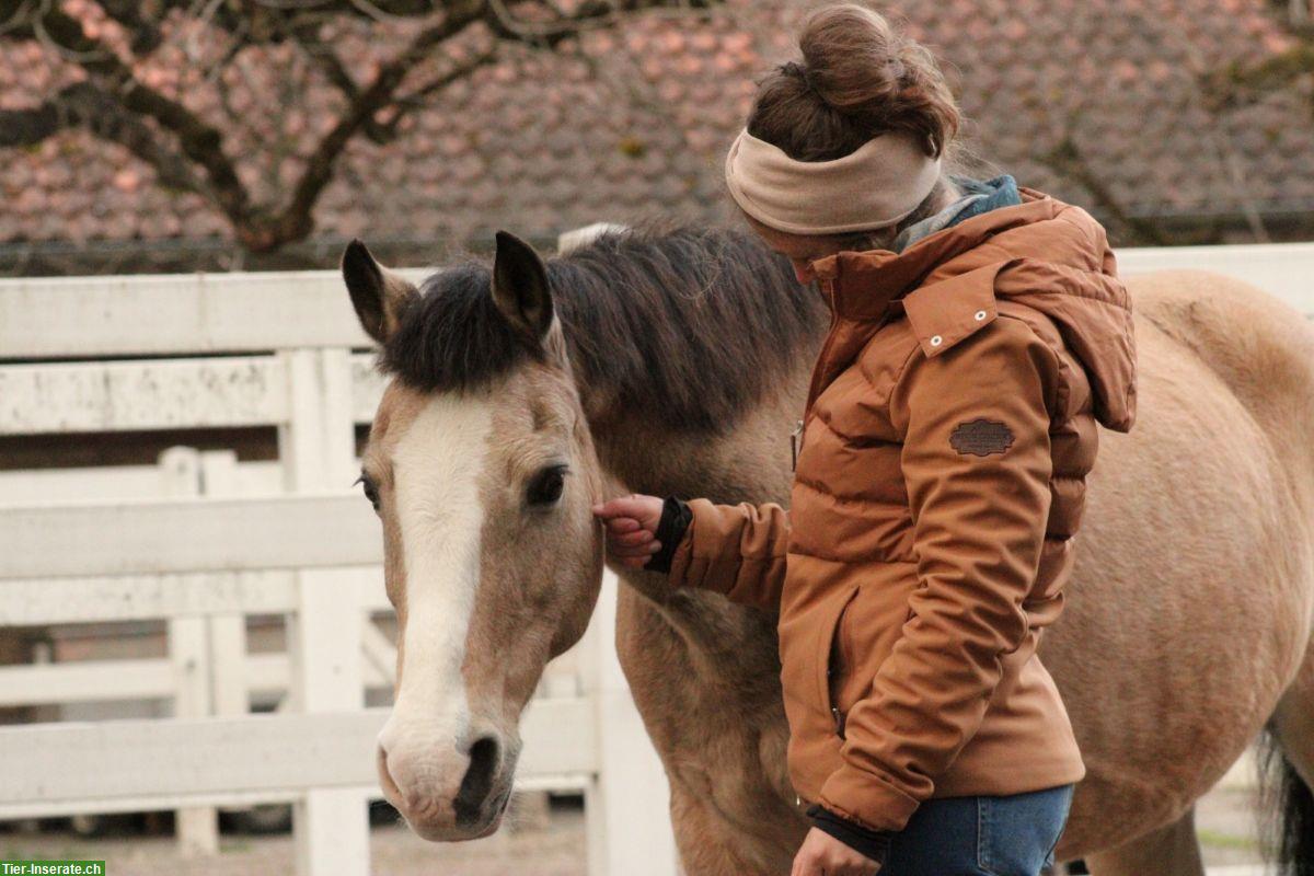 Bild 3: Biete pferdegestützte Therapie / Familienangebote / Coaching Bern und Thun