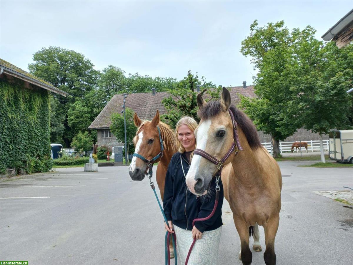 Bild 6: Biete pferdegestützte Therapie / Familienangebote / Coaching Bern und Thun