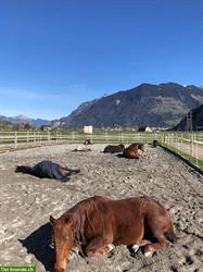 Platz im Offen-/Bewegungsstall in Erstfeld, Kanton Uri