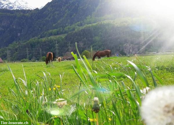 Bild 2: Platz im Offen-/Bewegungsstall in Erstfeld, Kanton Uri