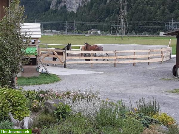 Bild 3: Platz im Offen-/Bewegungsstall in Erstfeld, Kanton Uri