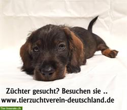 Rassehundeverein / Hundeverein / Verein für Ihre Hundezucht?