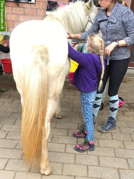 Bild 2: Ponytage & Reitlager mit Islandpferden im Aargau