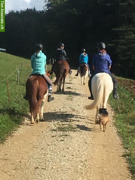 Bild 3: Ponytage & Reitlager mit Islandpferden im Aargau