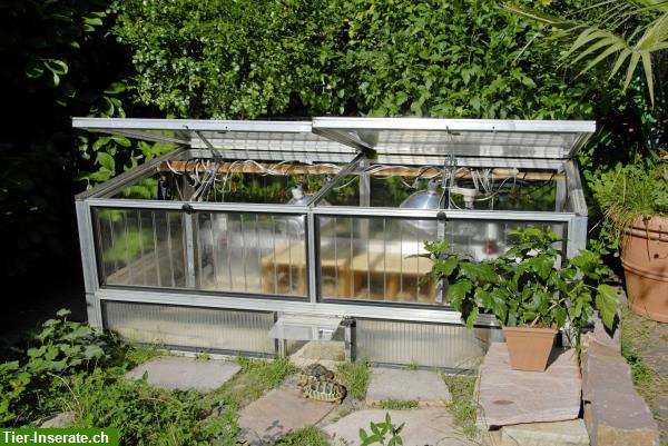 Bild 5: Schildkrötenhaus Flora 100, Frühbeet für Schildkröten aus Alltop Plexiglas