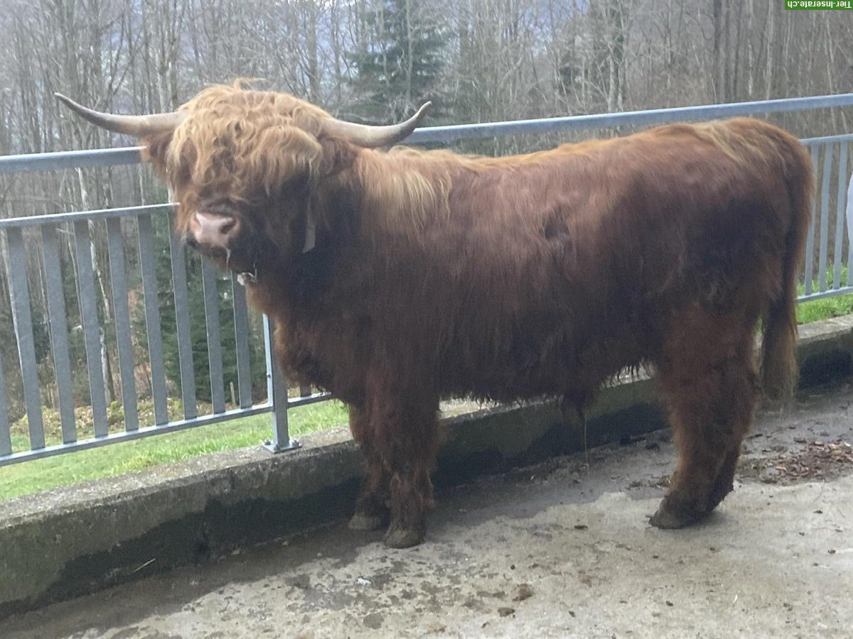 Bild 5: Schöne Hochlandrind Stiere, sehr zahm zu vermieten