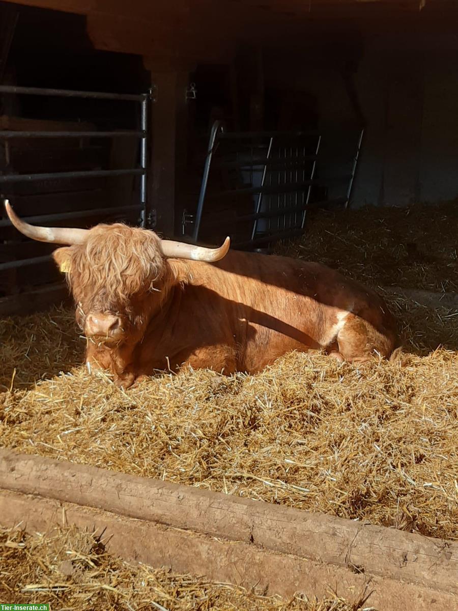 Bild 6: Schöne Hochlandrind Stiere, sehr zahm zu vermieten