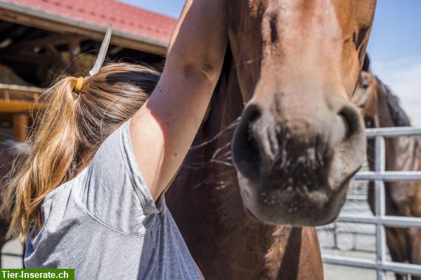 Bild 4: Tier-Shiatsu bei Kola-Horse.ch