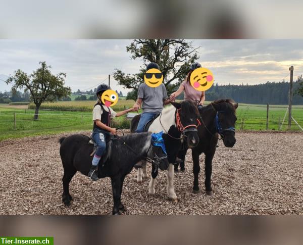 Ferienkurse /Tageskurse für Kinder auf dem Ponyhof ZG