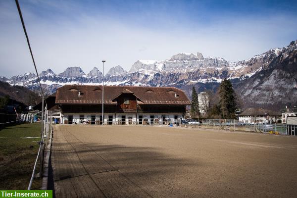 Bild 2: Erholsame Ferien mit dem eigenem Pferd