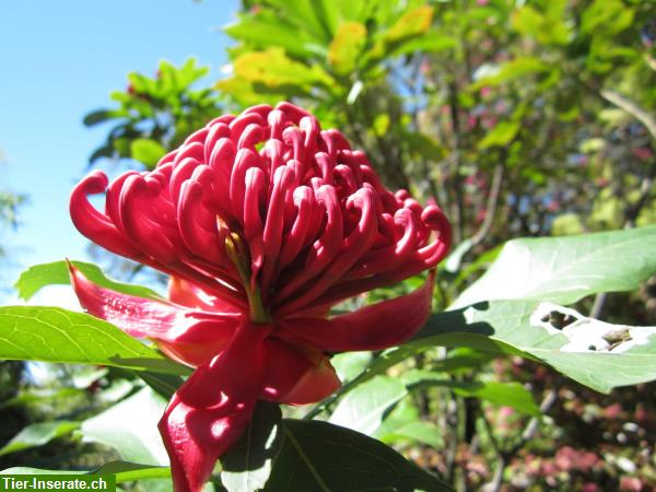 Australische Buschblüten für Tiere