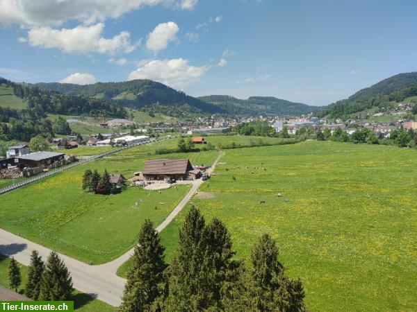 Pferde Altersweiden zu vergeben im Toggenburg