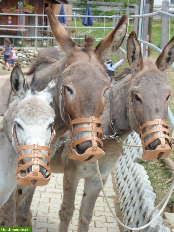 Fressbremse/Weidemaulkorb aus Leder