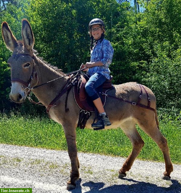 Bild 4: Ponyartikel und Sattlerware für Esel